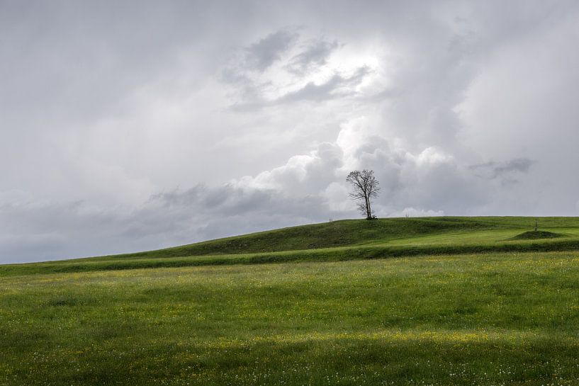 Lonely tree in Tyrol by Silvia Thiel