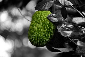 Le fruit du jacquier