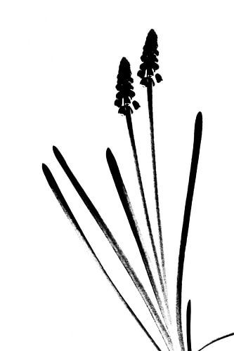 Blue grape hyacinths in black and white by Caroline Guerain