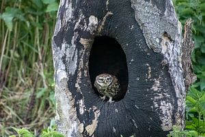 Stone owl by Wilna Thomas