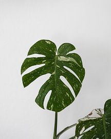 Monstera