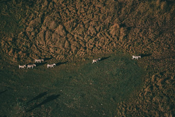 Zebra's aus der Luft im Okavango-Delta, Botswana