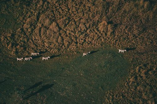 Zebra's from the air in the Okavango Delta, Botswana