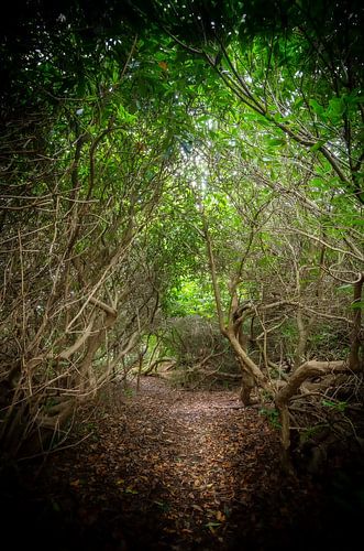 Path through the fairytale forest