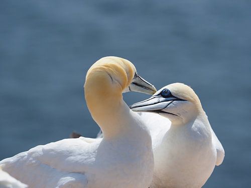 Jan-van-gent op Helgoland