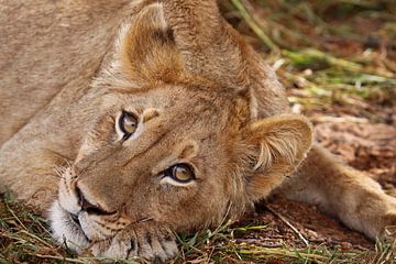 Young lion, South Africa by W. Woyke