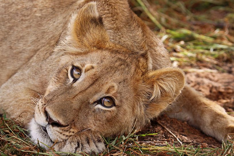 Junger Löwe, Südafrika van W. Woyke