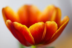 Tulpenwaage Draufsicht