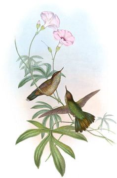 Paarsstaart avocet, John Gould van Hummingbirds