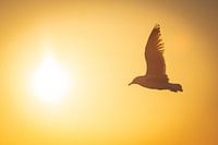 Flying gull at sunset