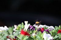 Hommel plantenbak met petunia's