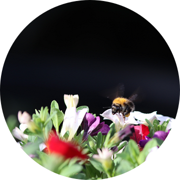 Hommel plantenbak met petunia's van Henri Bekker