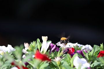 Hommel plantenbak met petunia's van Henri Bekker