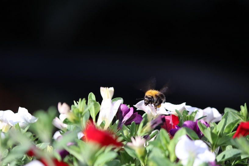 Hummel auf meinem Übertopf mit Petunien von Henri Bekker