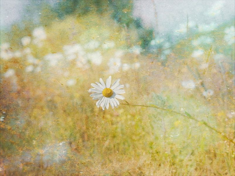 Gänseblümchen auf dem Feld von Maneschijn FOTO