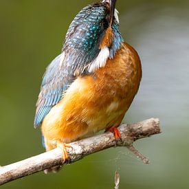 Kingfisher male keeps an eye on kestrel by Martijn Smit