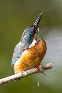 Eisvogelmännchen behält Turmfalke im Auge
