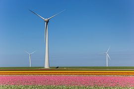 Windmills in the tulip fields of the Noordoostpolder by Marc Venema