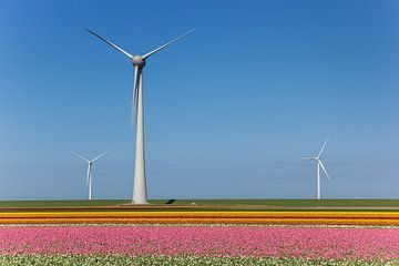Windmolens in de tulpenvelden van de Noordoostpolder