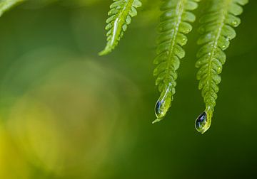 Drops, ferns by Nynke Altenburg
