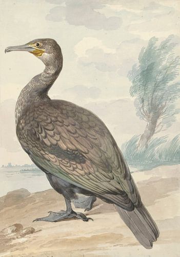 Cormorant, Aert Schouman