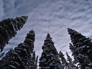 Forêt d'hiver sur Timon Schneider