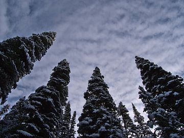 Winterbos van Timon Schneider