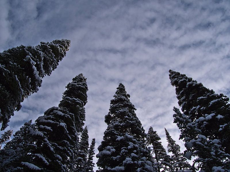 Forêt d'hiver par Timon Schneider