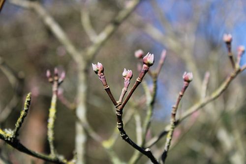 Flower Buds