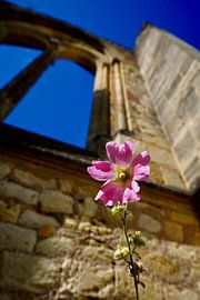 The mystery of Abbey Sauve-Majeure in colour with flower by Jos Voormolen