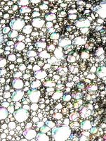 The unknown faces of the Rainbow people