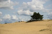 Book op duinen