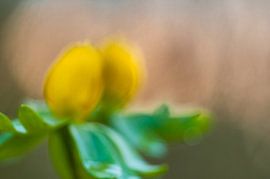 Winterakoniet von Douwe Schut