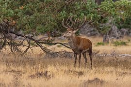 Red deer on the Hoge Veluwe, Netherlands