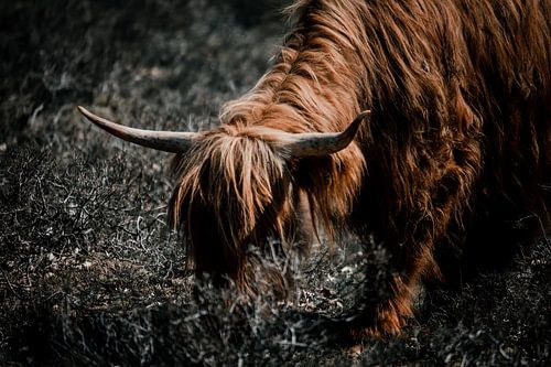 Porträt Schottischer Highlander