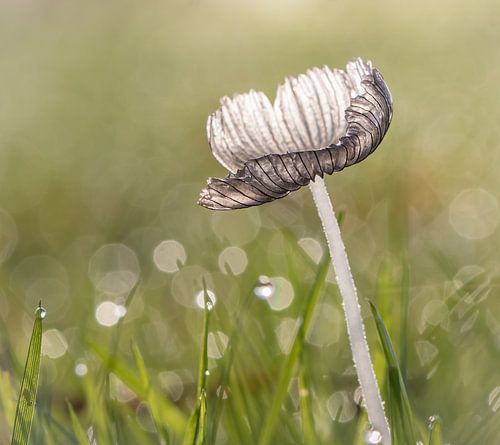 hazenpootje in ochtendlicht