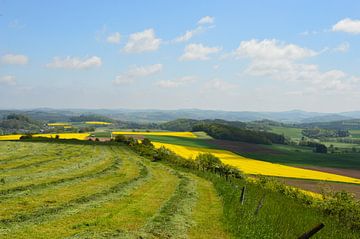 Rapsfelder in der Eifel