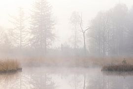 Brouillard au lever du soleil Dwingelderveld - Zandveen (Drenthe) Pays-Bas sur Marcel Kerdijk