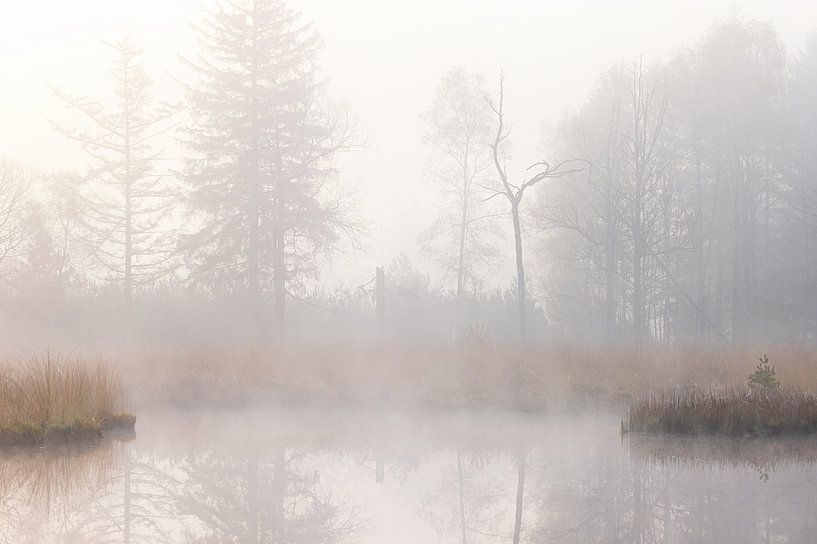 Fog during sunrise Dwingelderveld - Zandveen (Drenthe) Netherlands by Marcel Kerdijk