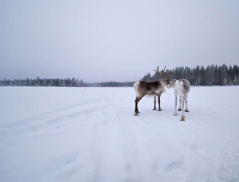 Laponie par David Blok