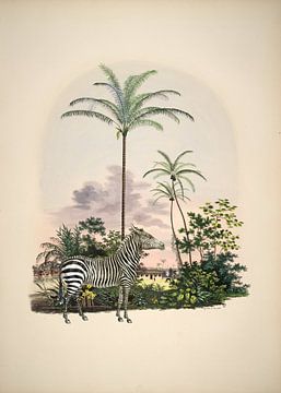 Zebra in tropisch paradijs van Andrea Haase