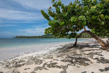 Tropical beach by Bettina Schnittert