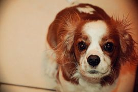 Filou. by Jolien De Vulder