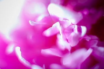 Bloeiende roze pioenroos van Marcel Bakker