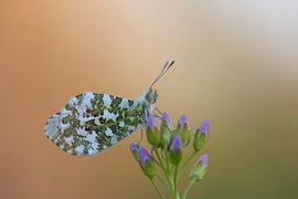 Oranjetipje van Wesley Poelman