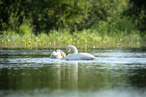 Wild swans in the morning light