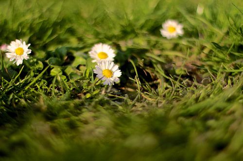 Fleurs de printemps