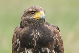 Buse du désert (Parabuteo unicinctus) sur Ronald Pol