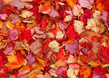 Autumn Leaves (Herfstbladeren in rood en oranje) van Caroline Lichthart