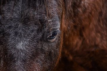 Die Seele auf einen Blick